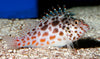 Hawkfish Red Spotted
