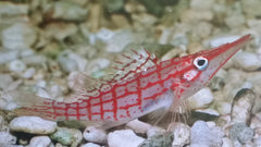 Hawkfish Longnose Bali - petkiosklive