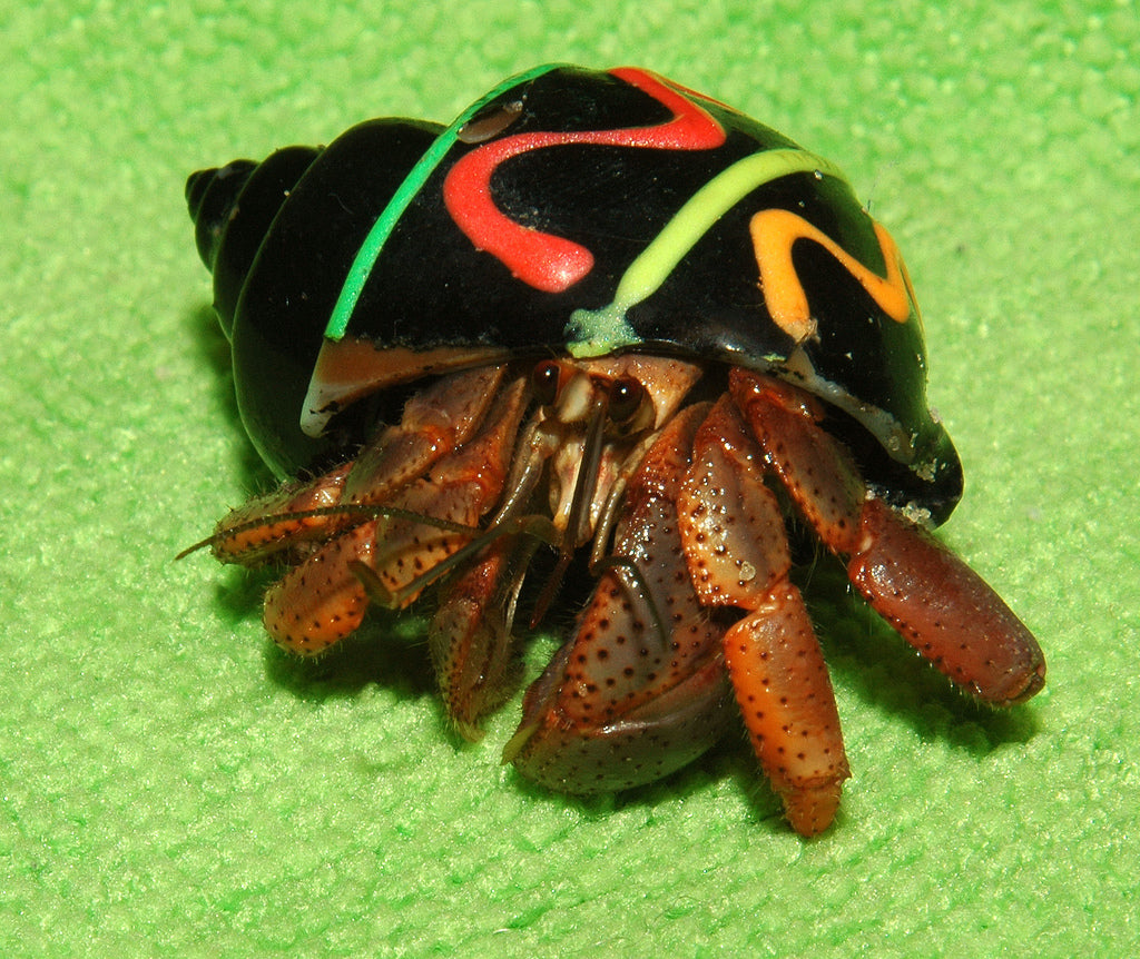 Hermit Crab Painted - petkiosklive