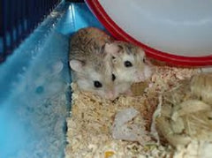 Hamster Chinese Dwarf - petkiosklive