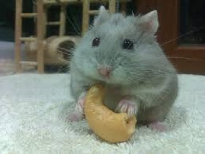 Hamster Russian Fancy Dwarf