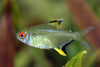 Tetra Lemon