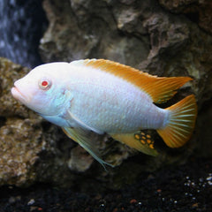 Zebra Red Top Albino - petkiosklive