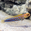 Jawfish Blue Spotted