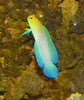 Jawfish Yellow Head
