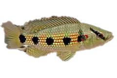 Jewel Cichlid Six Spot - petkiosklive