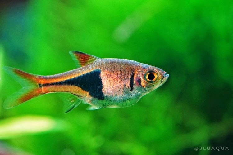 Rasbora Harliquin - petkiosklive