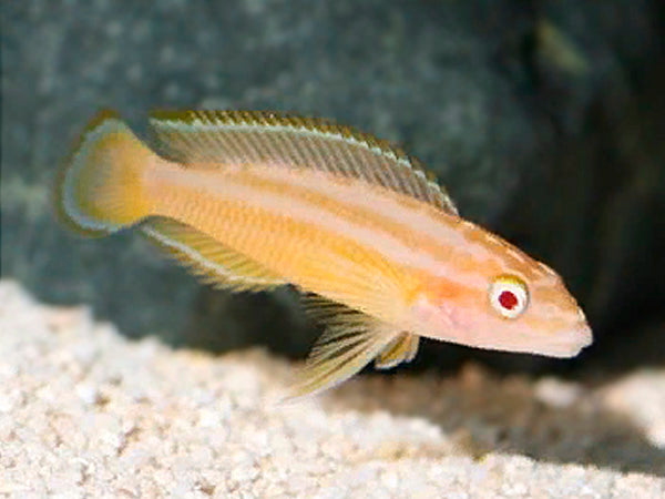 Julidochromis Tran. Albino