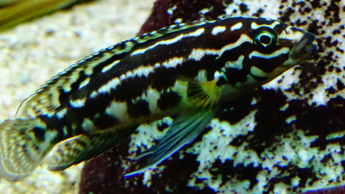 Julidochromis marlieri - petkiosklive