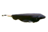 Knifefish Black Ghost