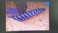 Knifefish Zebra