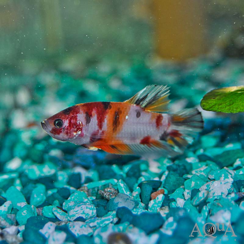 Betta Shorttail Calico - petkiosklive