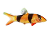 Loach Clown