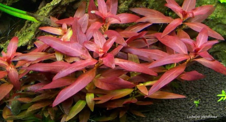 Ludwigia - petkiosklive