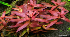 Ludwigia - petkiosklive