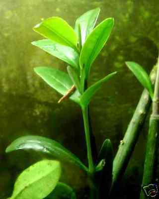 Mangrove Seed