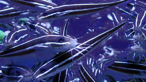 Marine Catfish