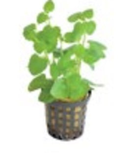 Mint Charlie - petkiosklive