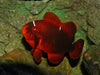 Clownfish Maroon