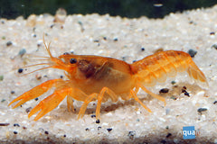 Lobster Orange