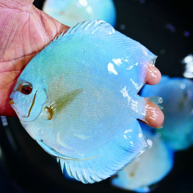 Discus Blue Saphire - petkiosklive