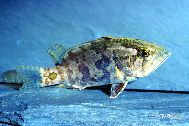Brackish Nandus Leaf Fish