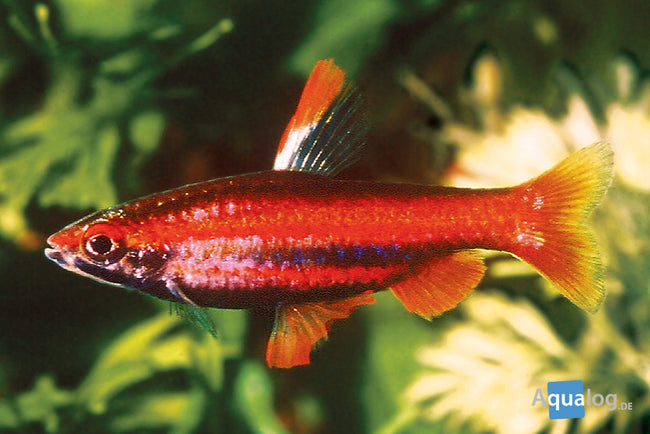 Pencilfish Red