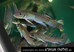 Nanochromis
