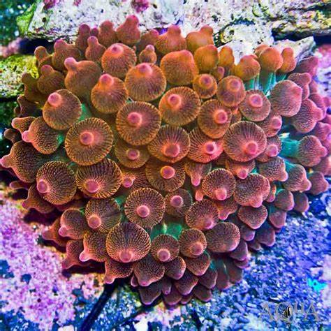 Anemone Bubble Tip