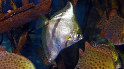African Moonfish - petkiosklive