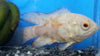 Oscar Veiltail Red Albino