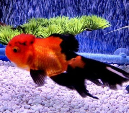 Oranda Red & Black - petkiosklive