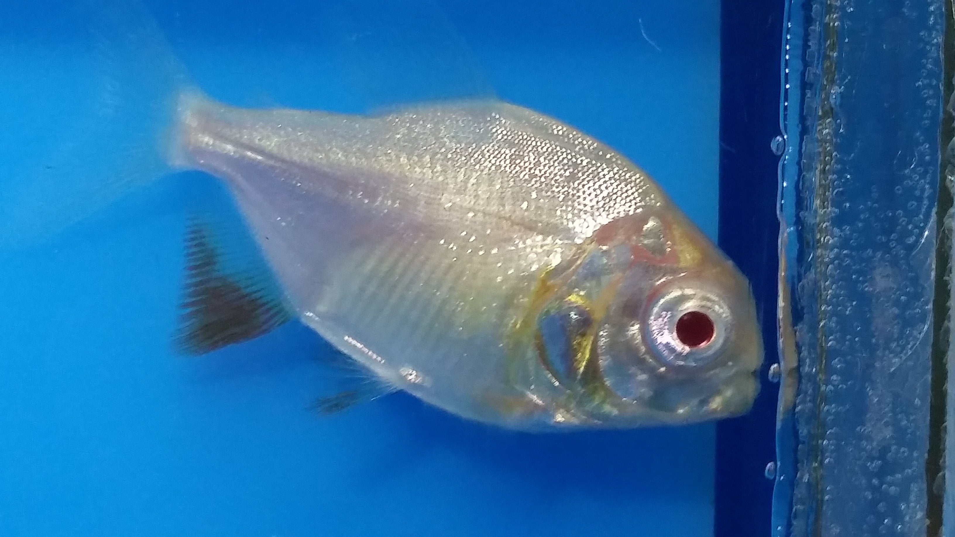 Pacu Red Albino - petkiosklive