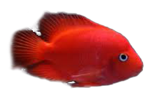 Parrot Super Red