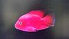 Parrot Super Red