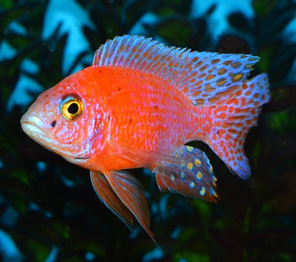 Peacock Firefish - petkiosklive