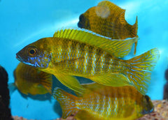 Peacock Yellow Baenschi - petkiosklive