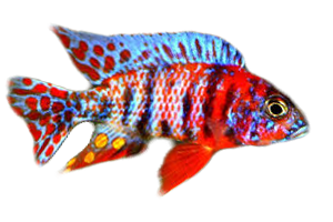 Peacock O.B.