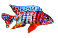 Peacock O.B.