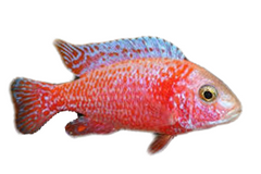 Peacock Firefish