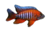 Peacock Jacobfreibergi Red