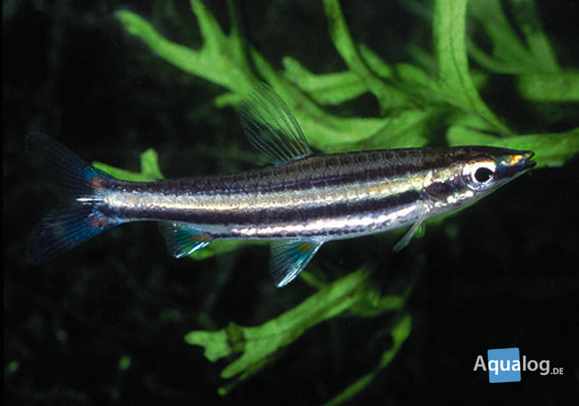 Pencilfish Trifasciatus