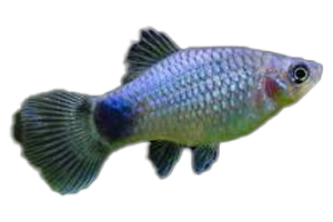 Platy Blue - petkiosklive