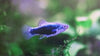 Platy Blue Tux