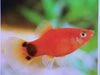 Platy Red Mickey Mouse