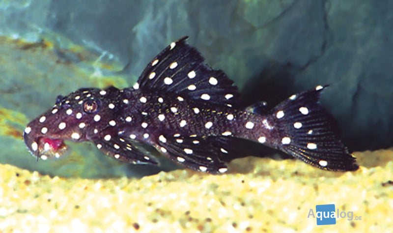 Pleco Vampire L240 - petkiosklive