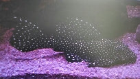 Pleco Peppermint