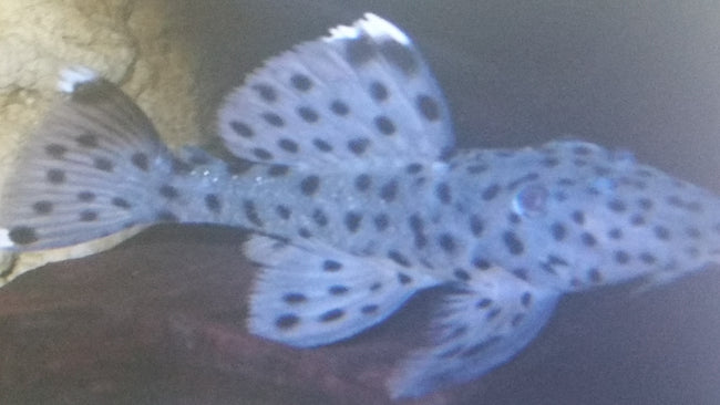 Pleco Sultan L24