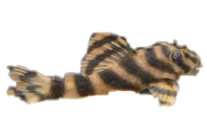 Pleco Tiger L015