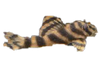 Pleco Tiger L015